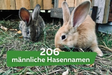 206 starke männliche Hasennamen | Top Kaninchennamen