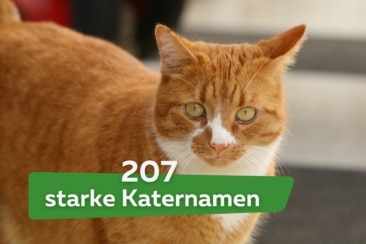 207 starke Katernamen | Beliebte Männliche Katzennamen