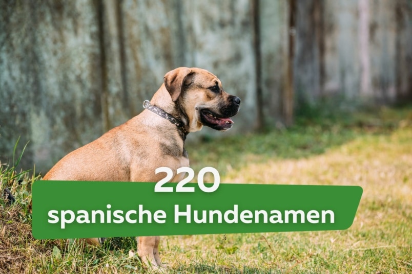 220 spanische weibliche und männliche Hundenamen