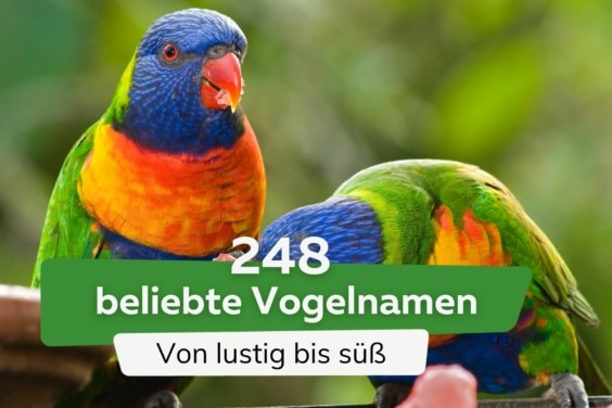 248 beliebte Vogelnamen von lustig bis süß