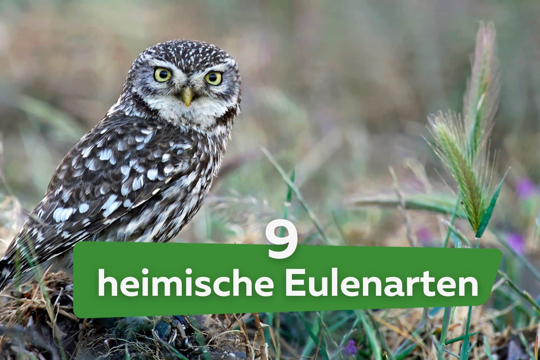 9 heimische Eulenarten in Deutschland mit Bild Steinkauz (Athene noctua)