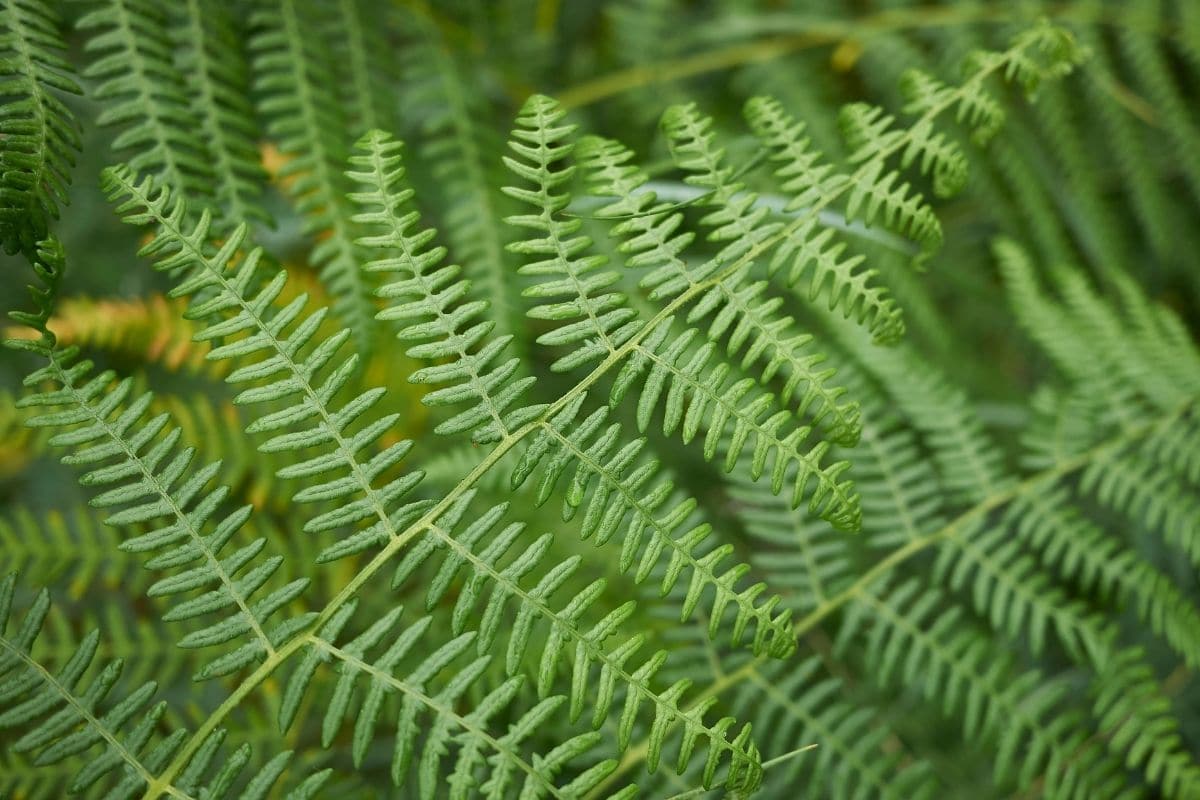 giftiger Farn: Adlerfarn (Pteridium aquilinum)