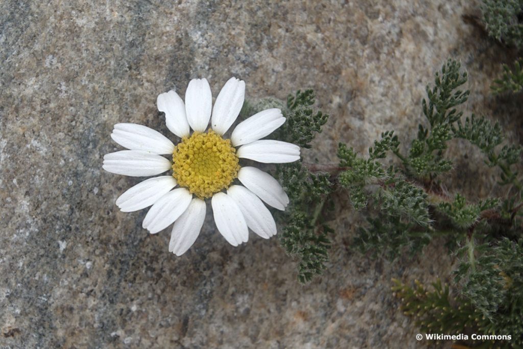 Afrikanisches Ringkörbchen (Anacyclus depressus)