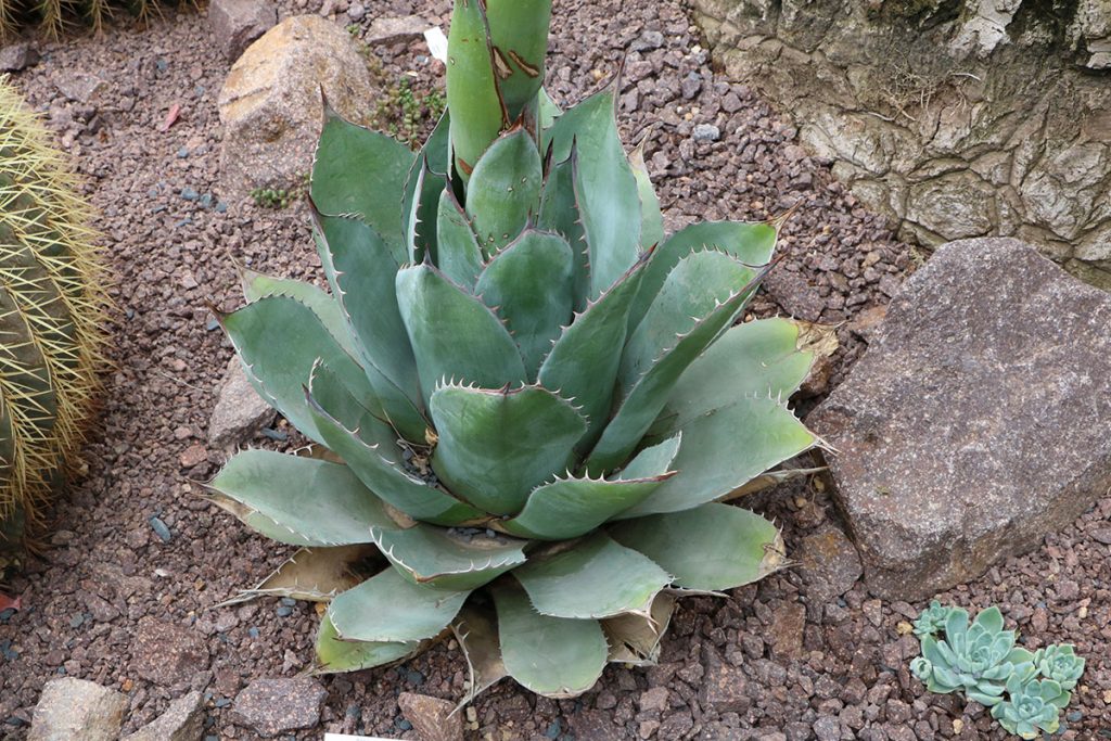 Agaven (Agave)