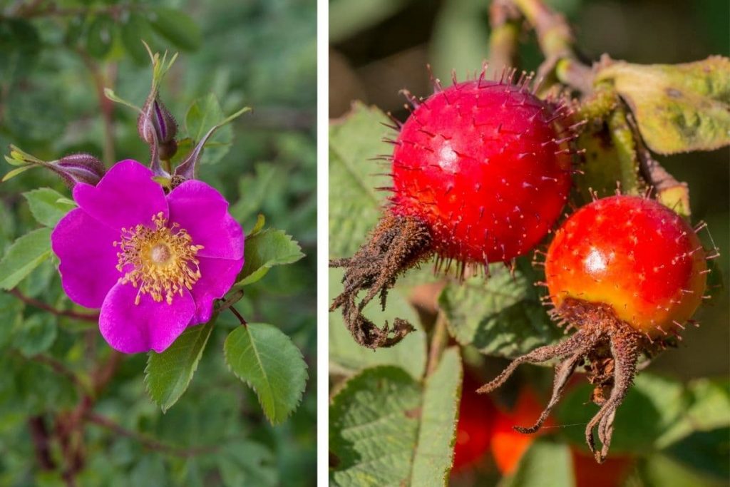 Apfelrose (Rosa villosa)