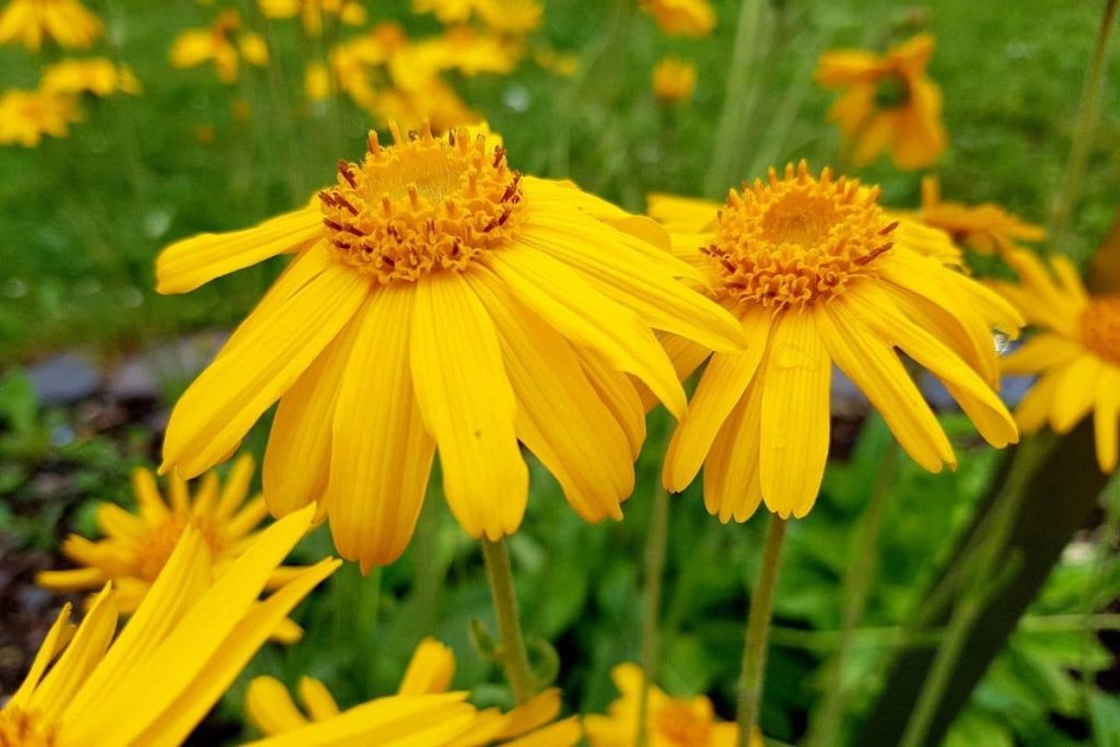 Arnika (Arnica montana)