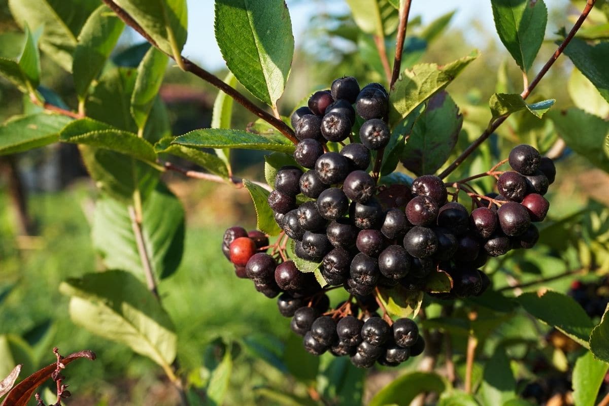 Schwarze Apfelbeere (Aronia melanocarpa)