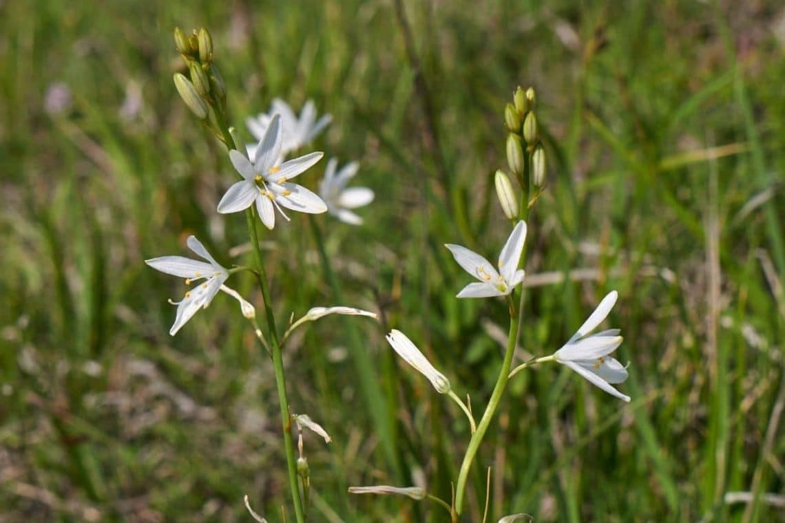 Astlose Graslilie (Anthericum liliago)