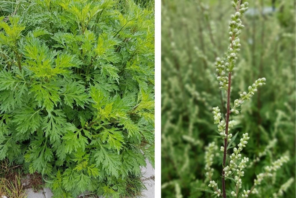 Beifuß (Artemisia vulgaris)