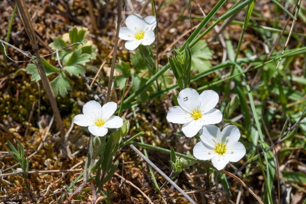 Berg-Sandkraut (Arenaria montana)