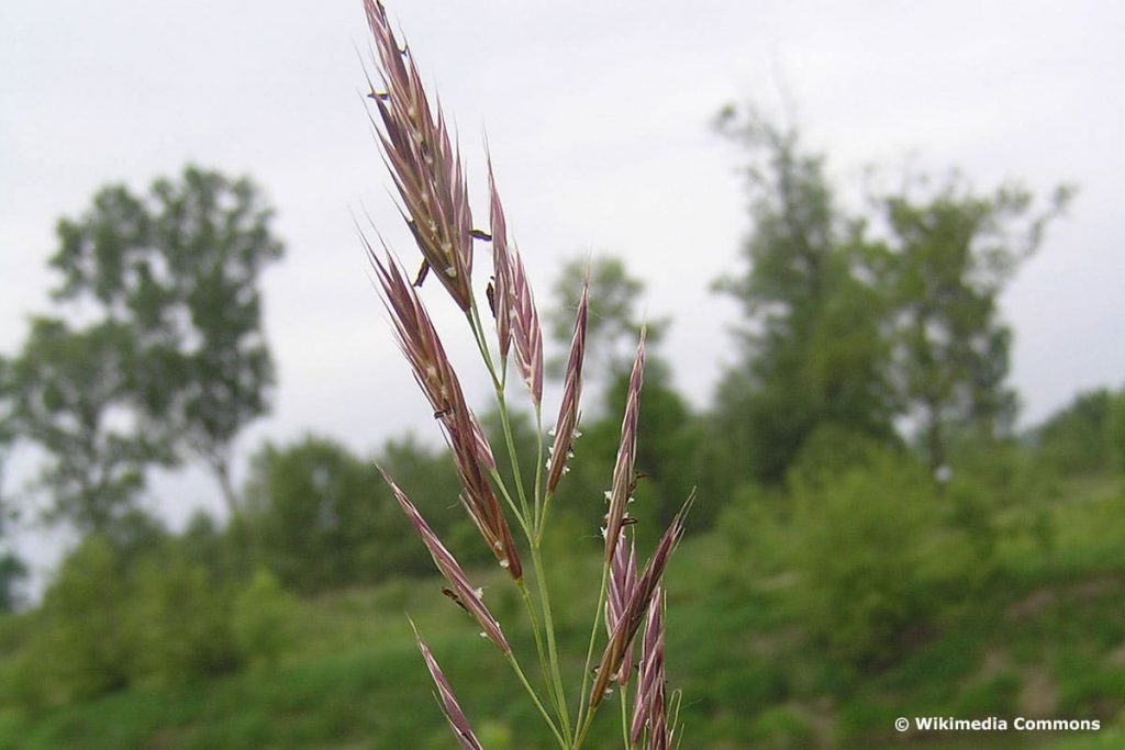 Berg-Trespe (Bromus erectus)