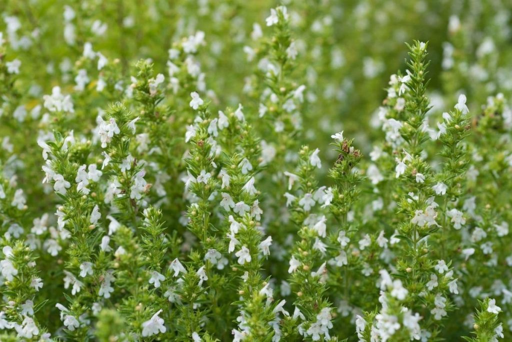 Bergminze (Calamintha nepeta)