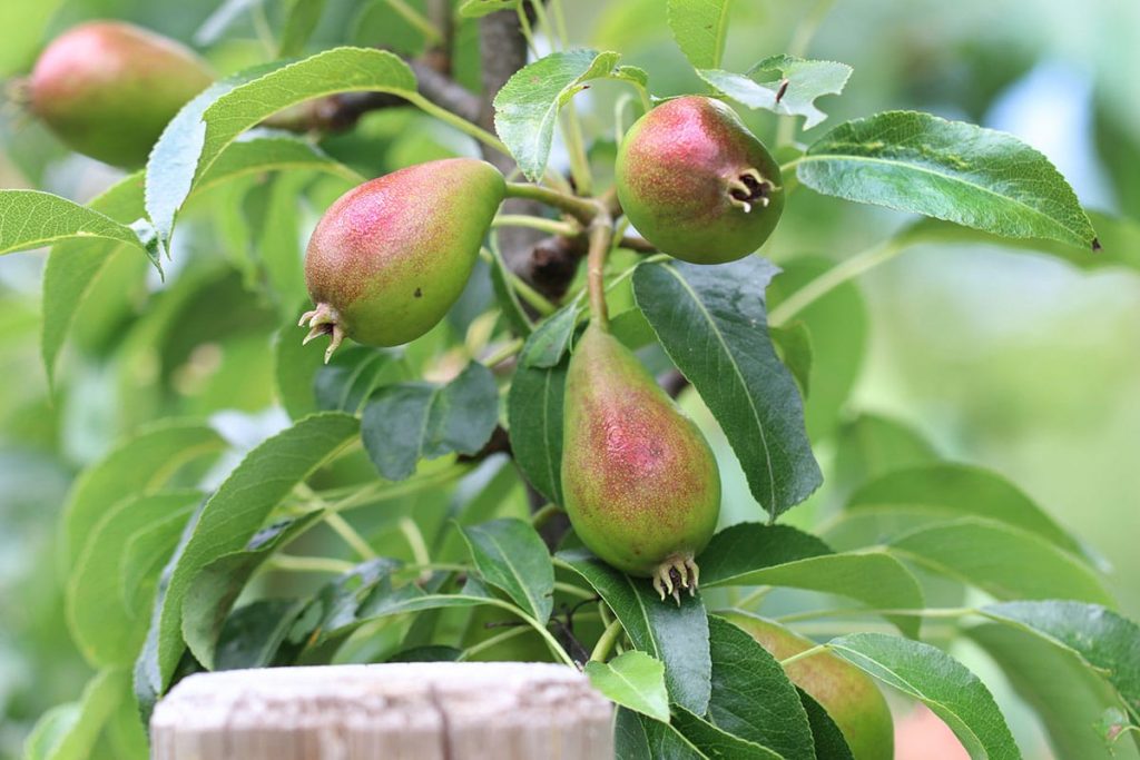 Birne (Pyrus communis)