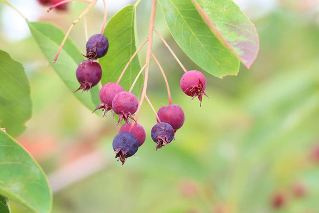 Felsenbirnen (Amelanchier)