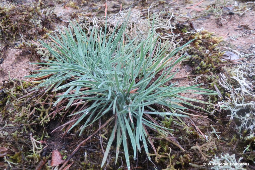 Blaugrünes Schillergras (Koeleria glauca)