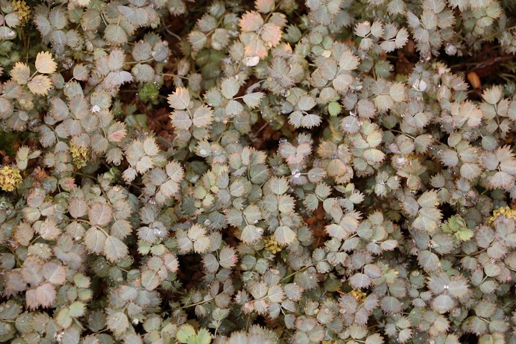 Blaugrünes Stachelnüsschen (Acaena buchananii)