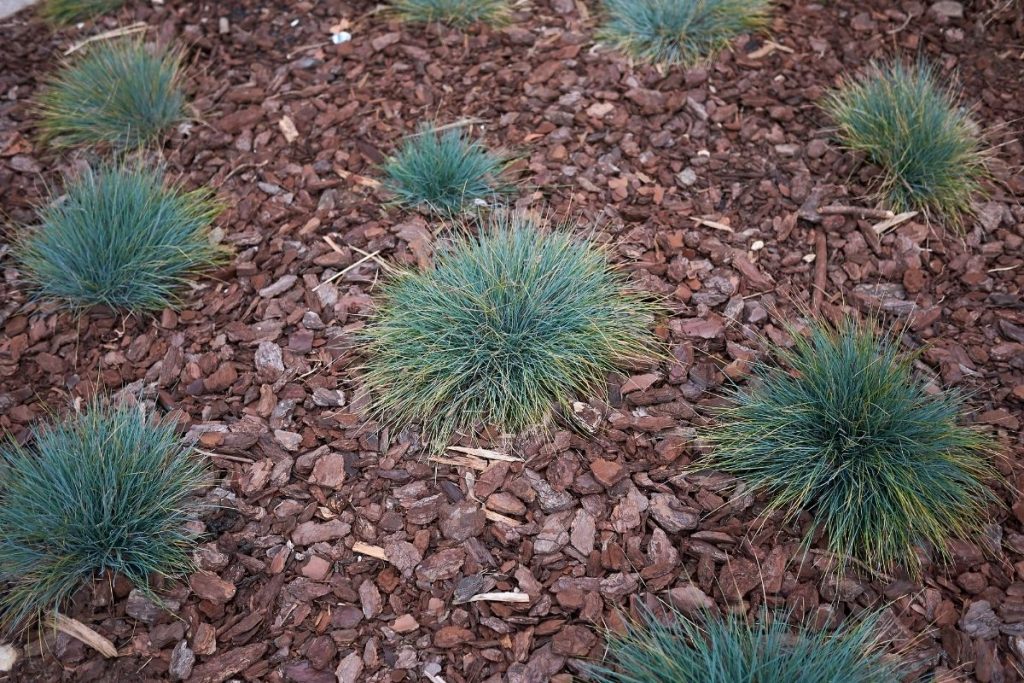 Blauschwingel (Festuca glauca)