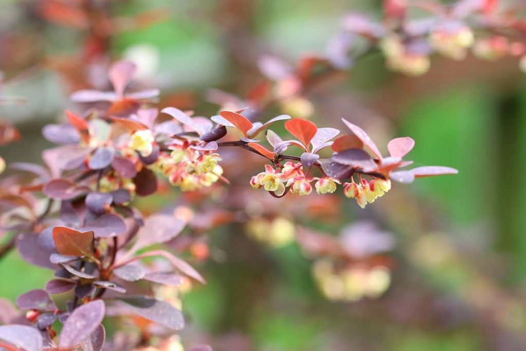 Blutberberitze / Rote Heckenberberitze (Berberis thunbergii 'Atropurpurea')