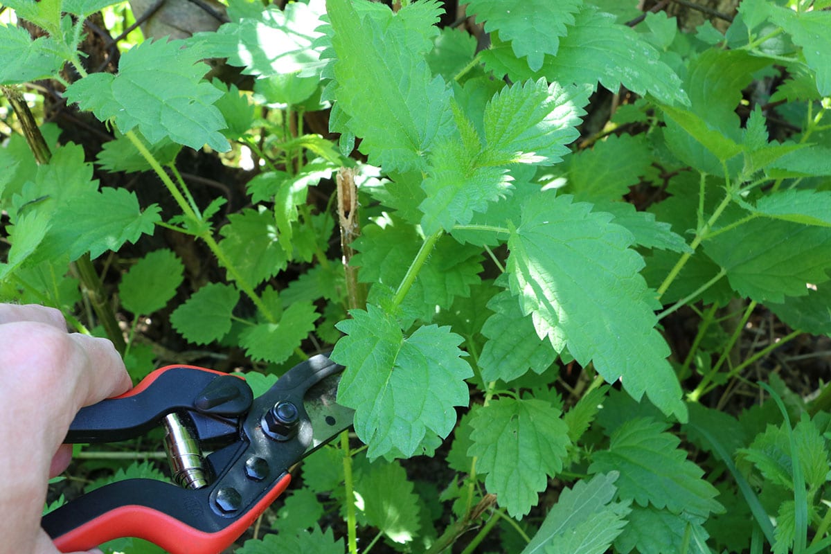 Brennnesseln abschneiden für die Herstellung von Brennnesseljauche für Rosen