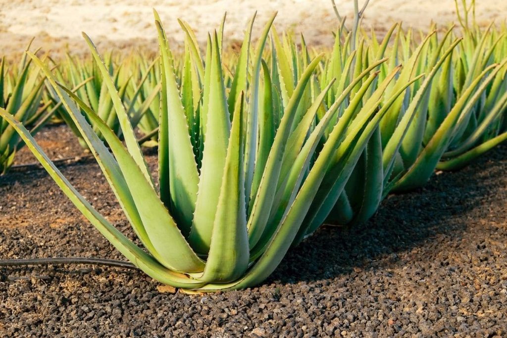 Echte Aloe (Aloe vera)