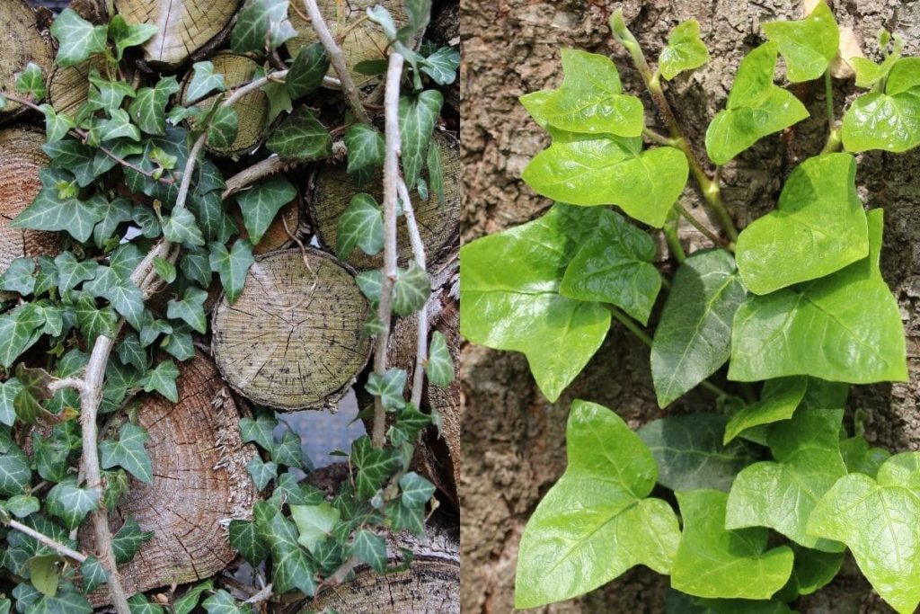 Efeu (Hedera helix)