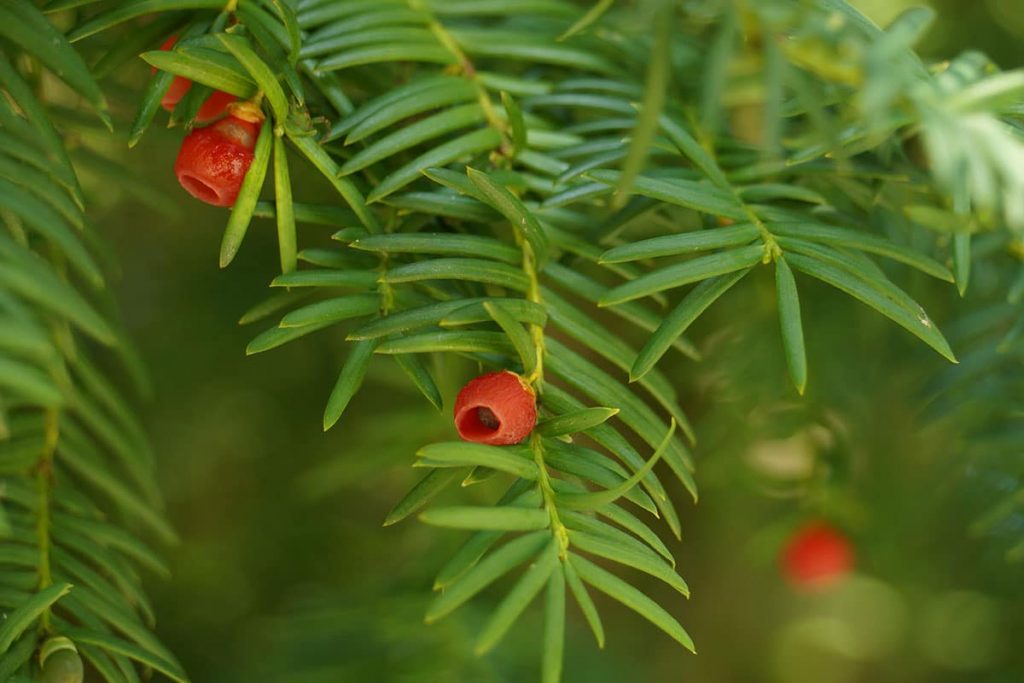 Eibe (Taxus baccata)