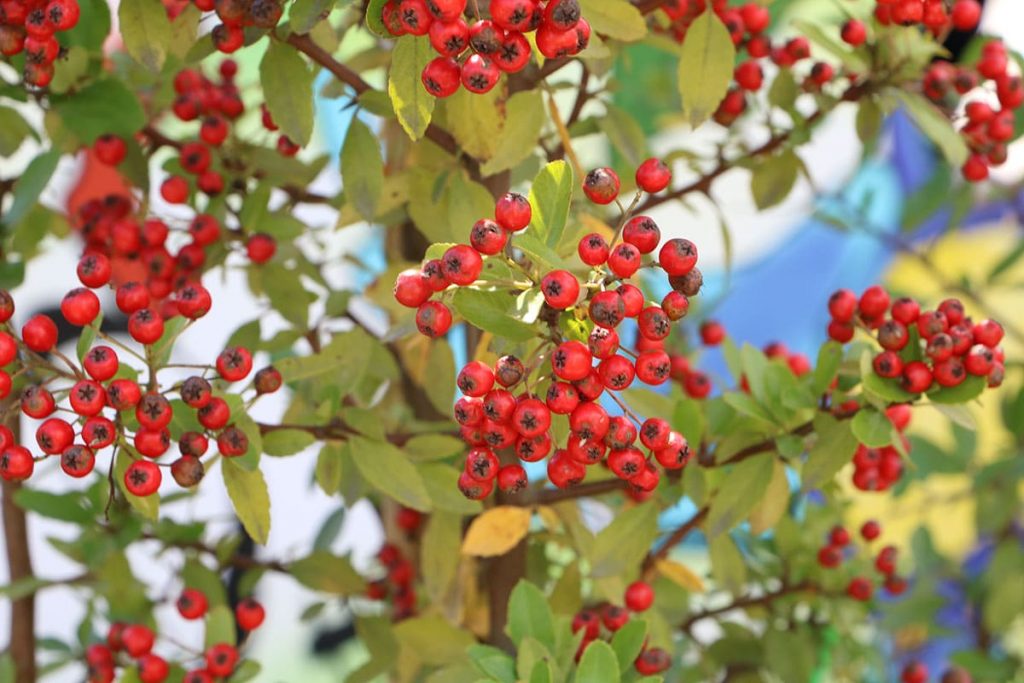 Feuerdorn (Pyracantha coccinea)