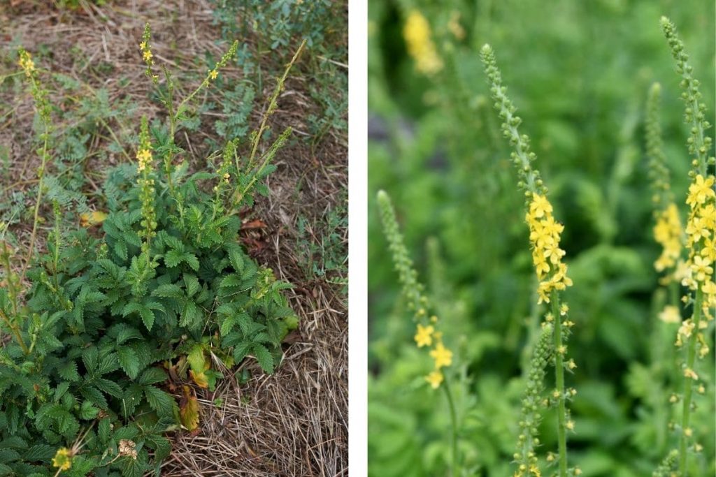 Gemeiner Odermennig (Agrimonia eupatoria)