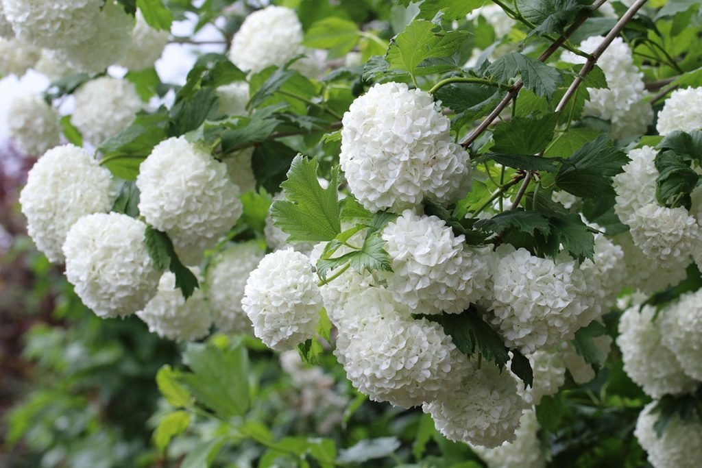 Alternativen Kirschlorbeer - Gemeiner Schneeball (Viburnum opulus)