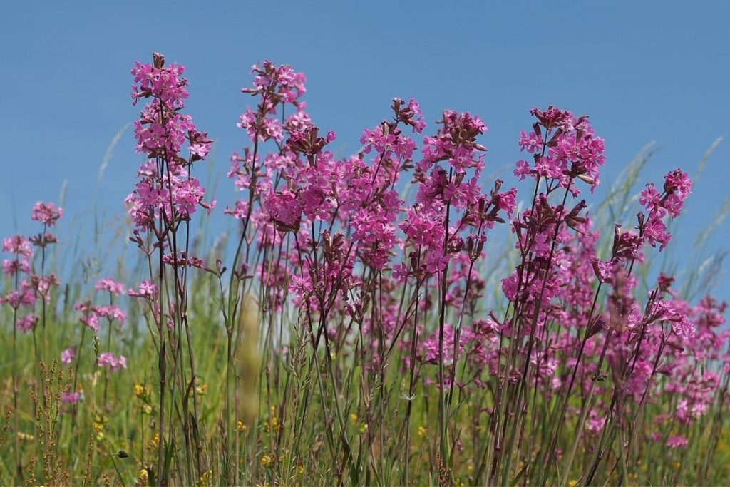 Gewöhnliche Pechnelke (Silene viscaria)