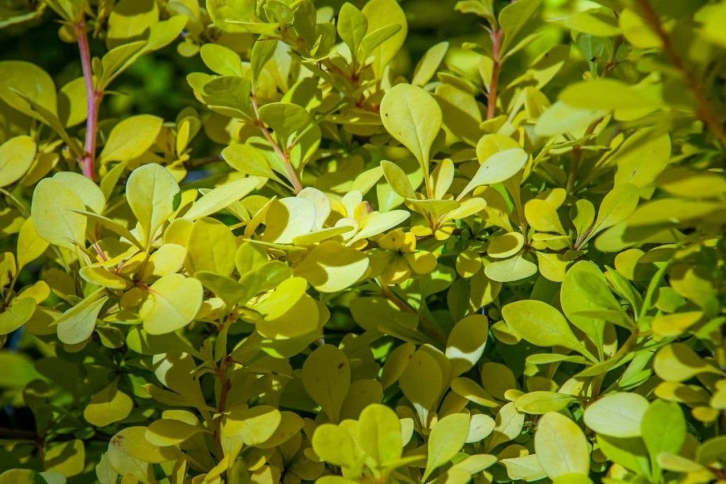 Grüne Heckenberberitze (Berberis thunbergii)