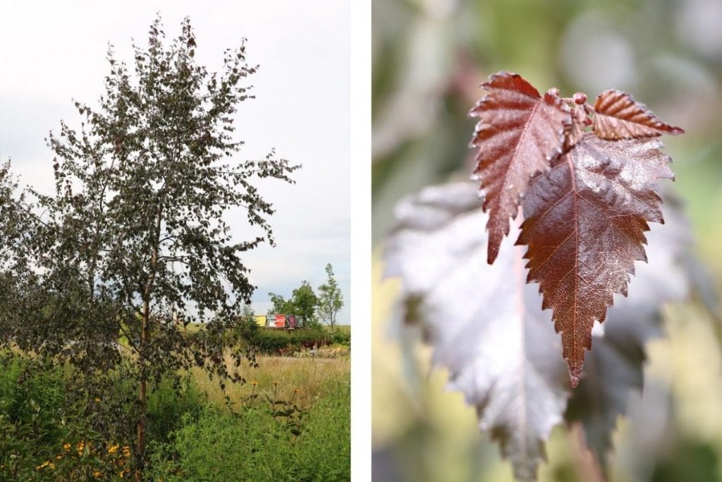 Hänge-Birke (Betula pendula)