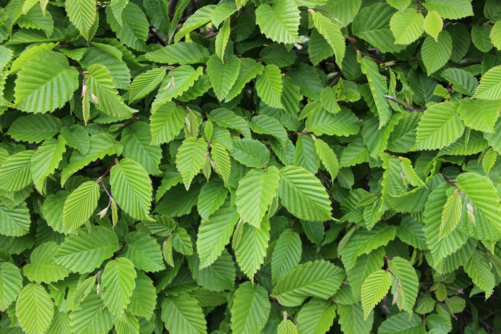 Alternativen Kirschlorbeer - Hainbuche / Weißbuche (Carpinus betulus)