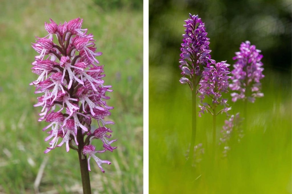 Helm-Knabenkraut (Orchis militaris)