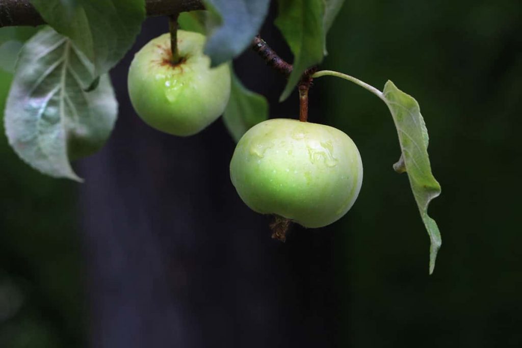 Holzapfel (Malus sylvestris)