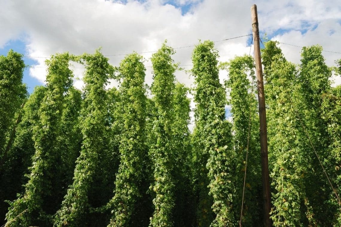 Hopfen (Humulus lupulus)