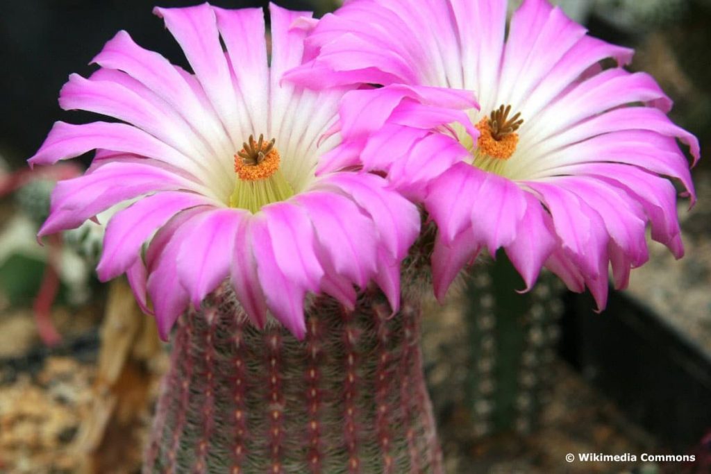 Igelsäulenkaktus (Echinocereus)