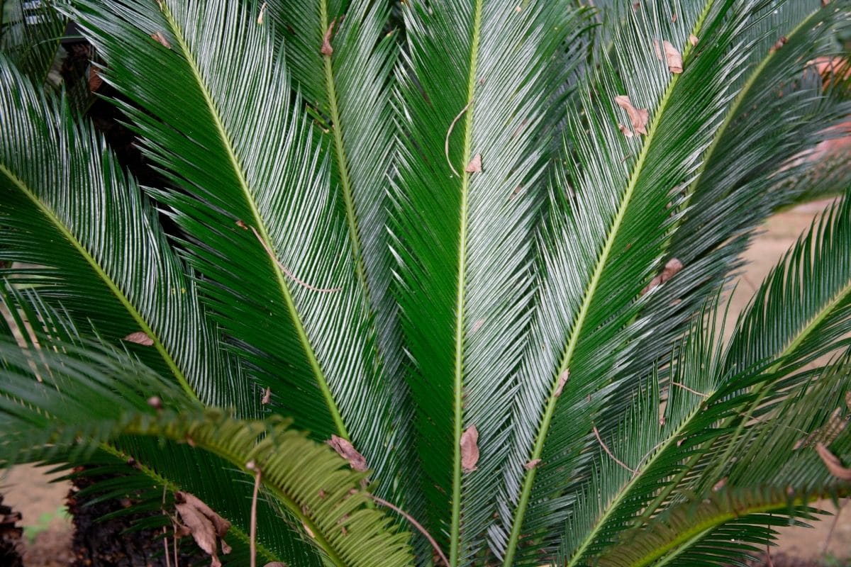 giftiger Farn: Japanischer Palmfarn (Cycas revoluta)