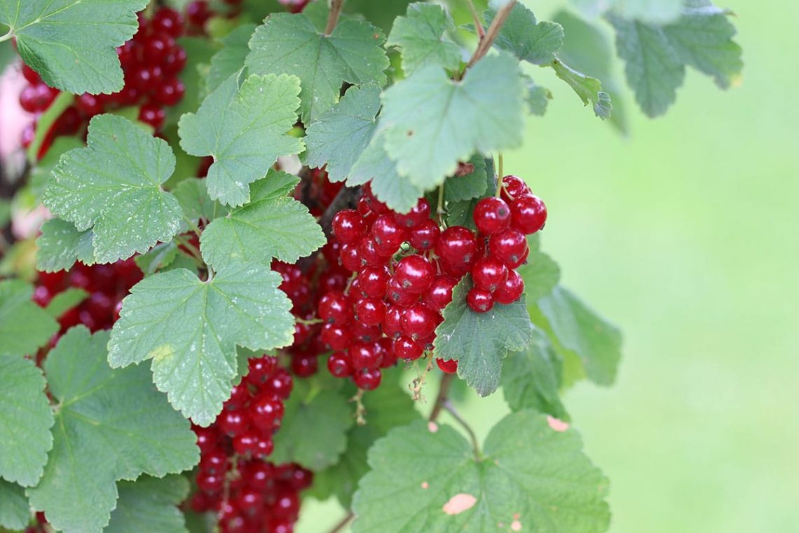 Rote Johannisbeere (Ribes rubrum))