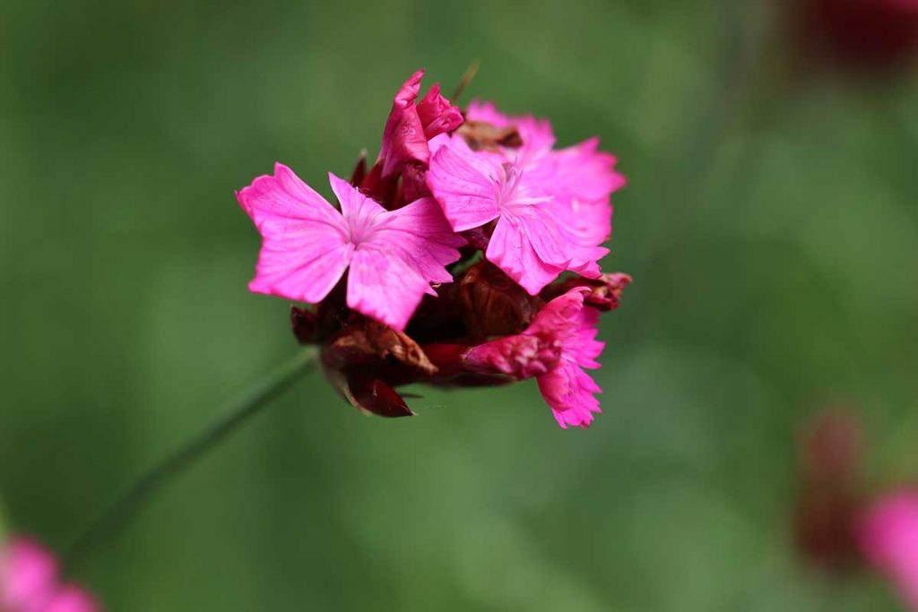 Kartäusernelke (Dianthus carthusianorum)