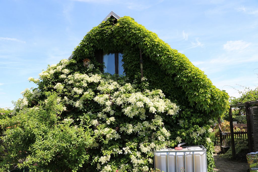 Kletterhortensie (Hydrangea petiolaris)