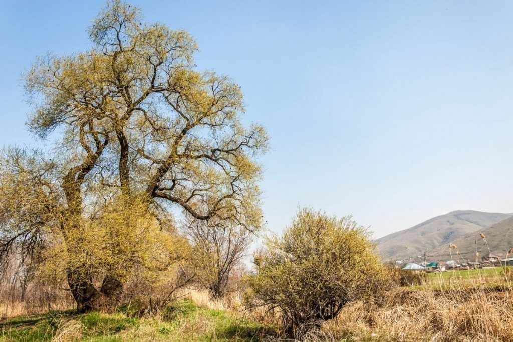 Alternativen Kirschlorbeer - Knackweide (Salix fragilis)