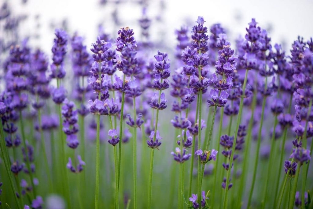 Lavendel (Lavandula angustifolia)