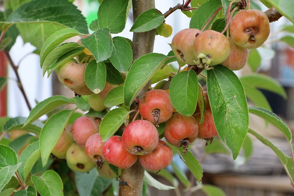 Apfel (Malus domestica)