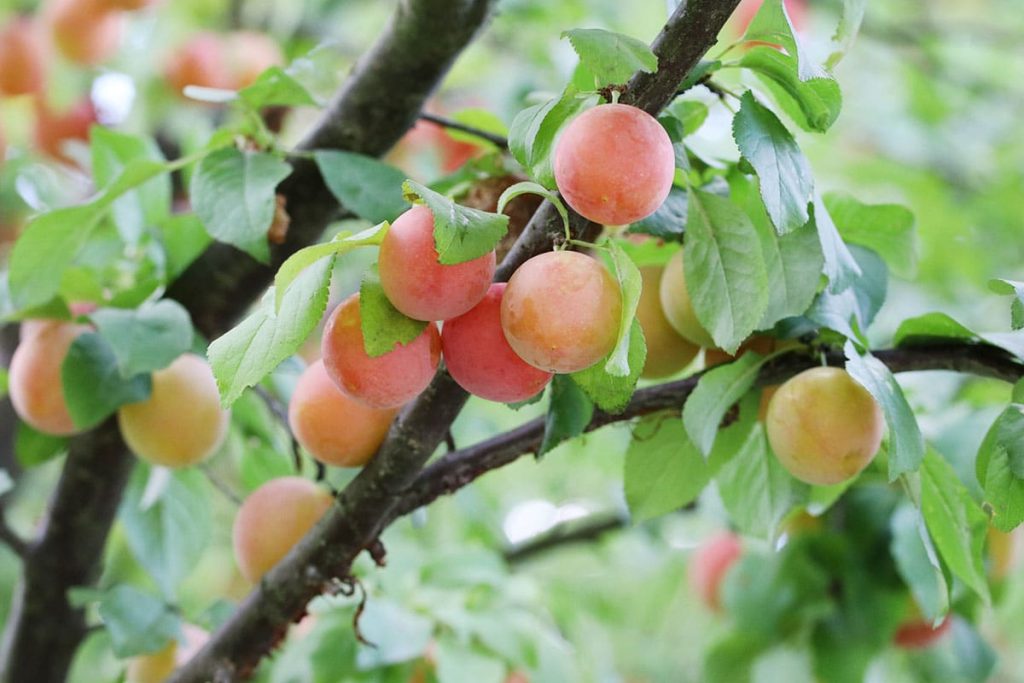 Mirabelle (Prunus domestica subsp. syriaca)