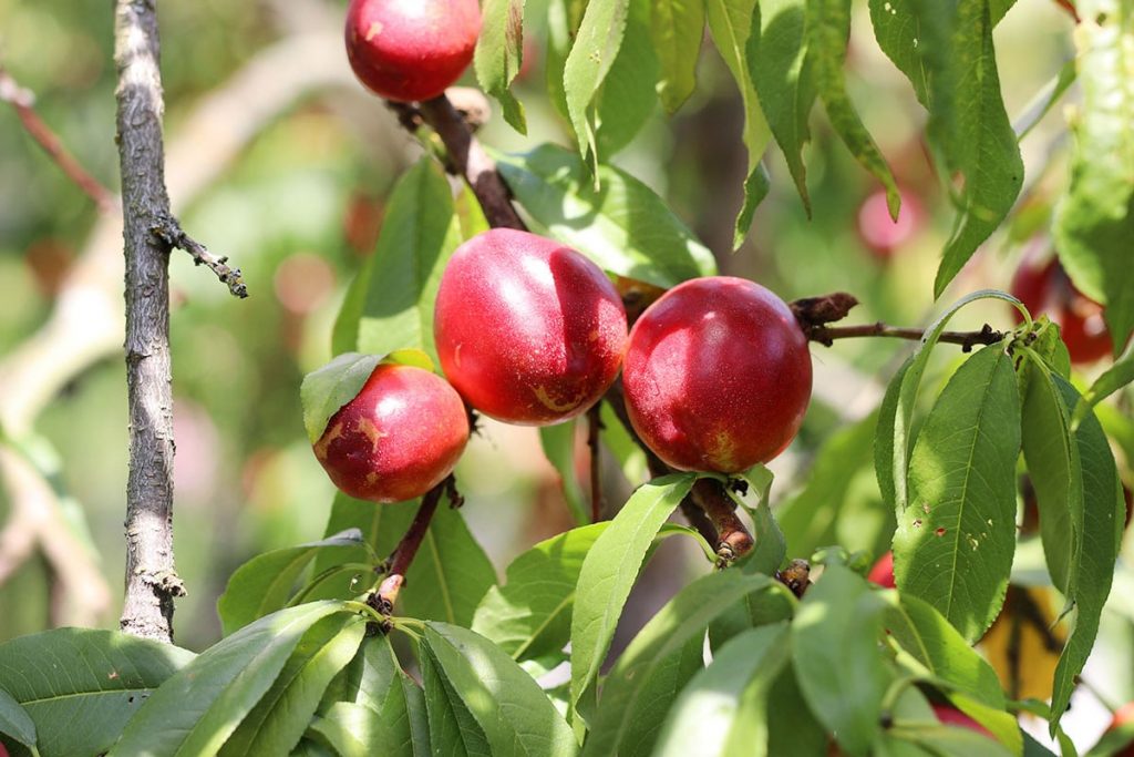 Nektarine (Prunus persica var. nucipersica)