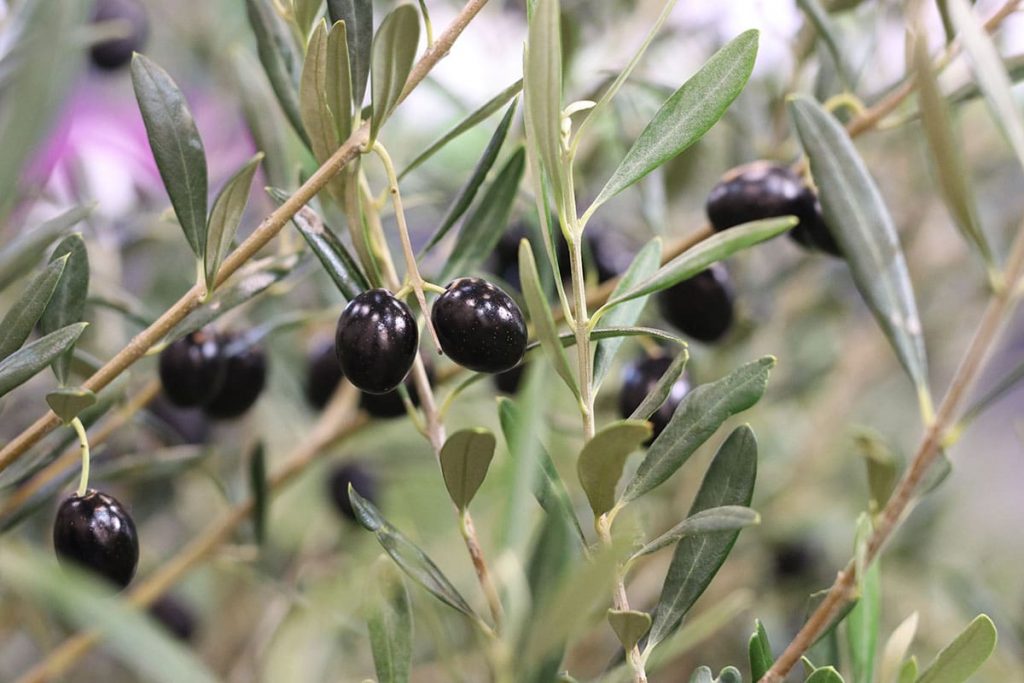 Olive (Olea europaea)