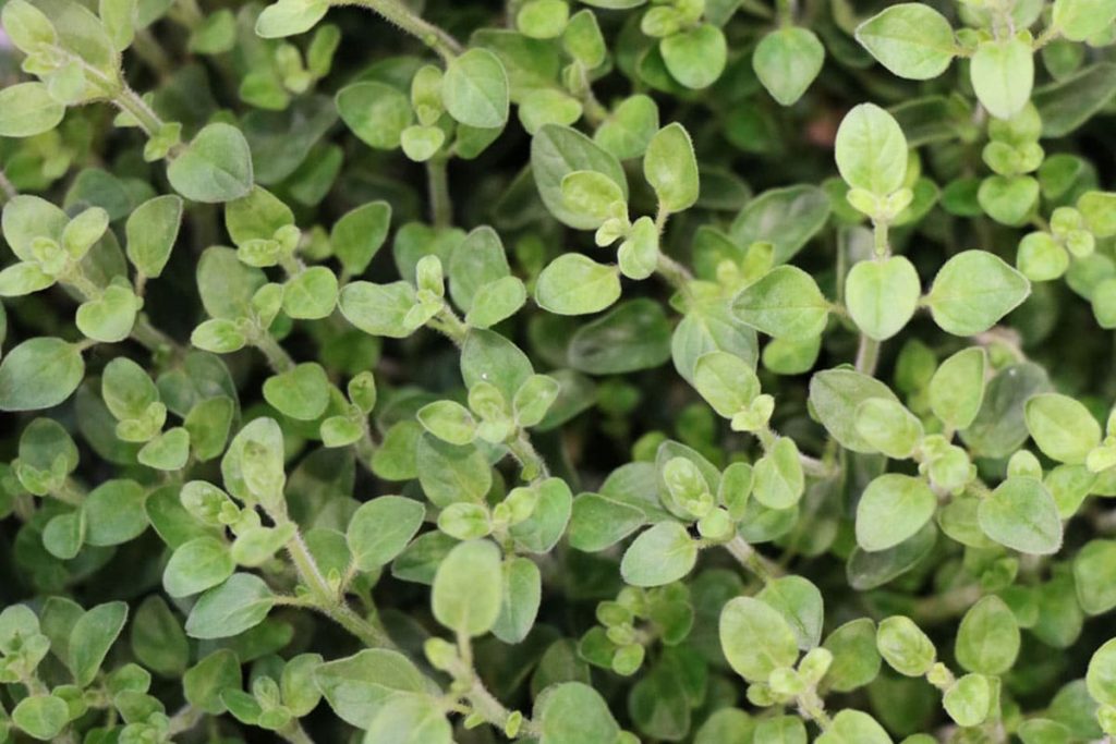 Oregano (Origanum vulgare)