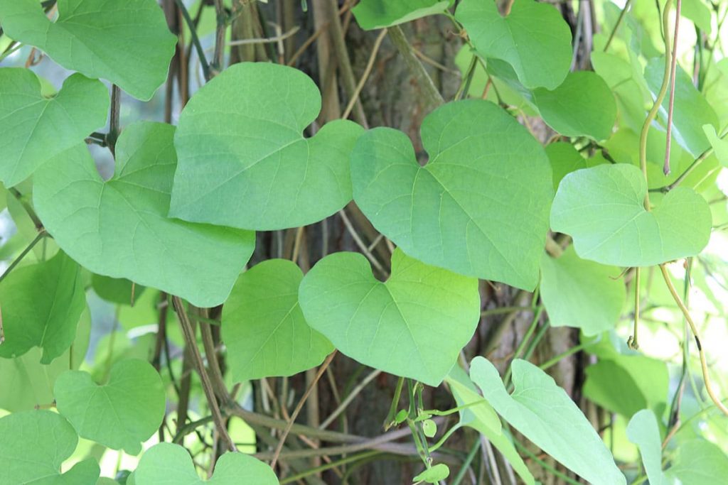 Pfeifenwinde (Aristolochia macrophylla)