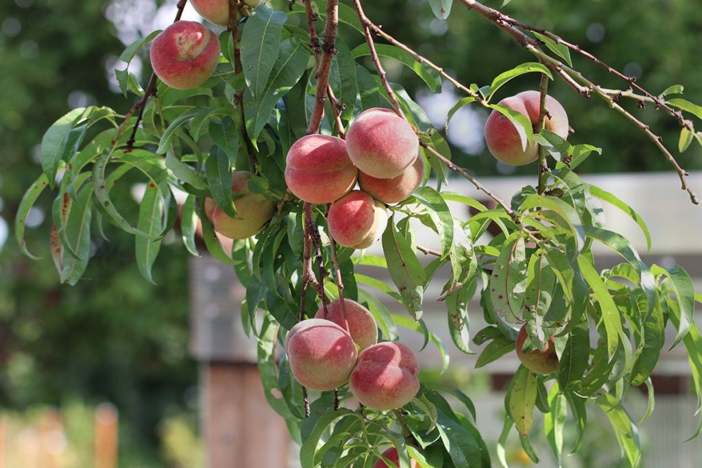 Pfirsich (Prunus persica)